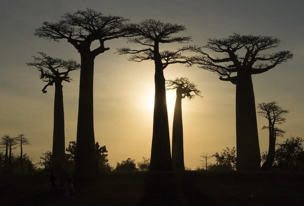 Madagascar perfumes  cover photo