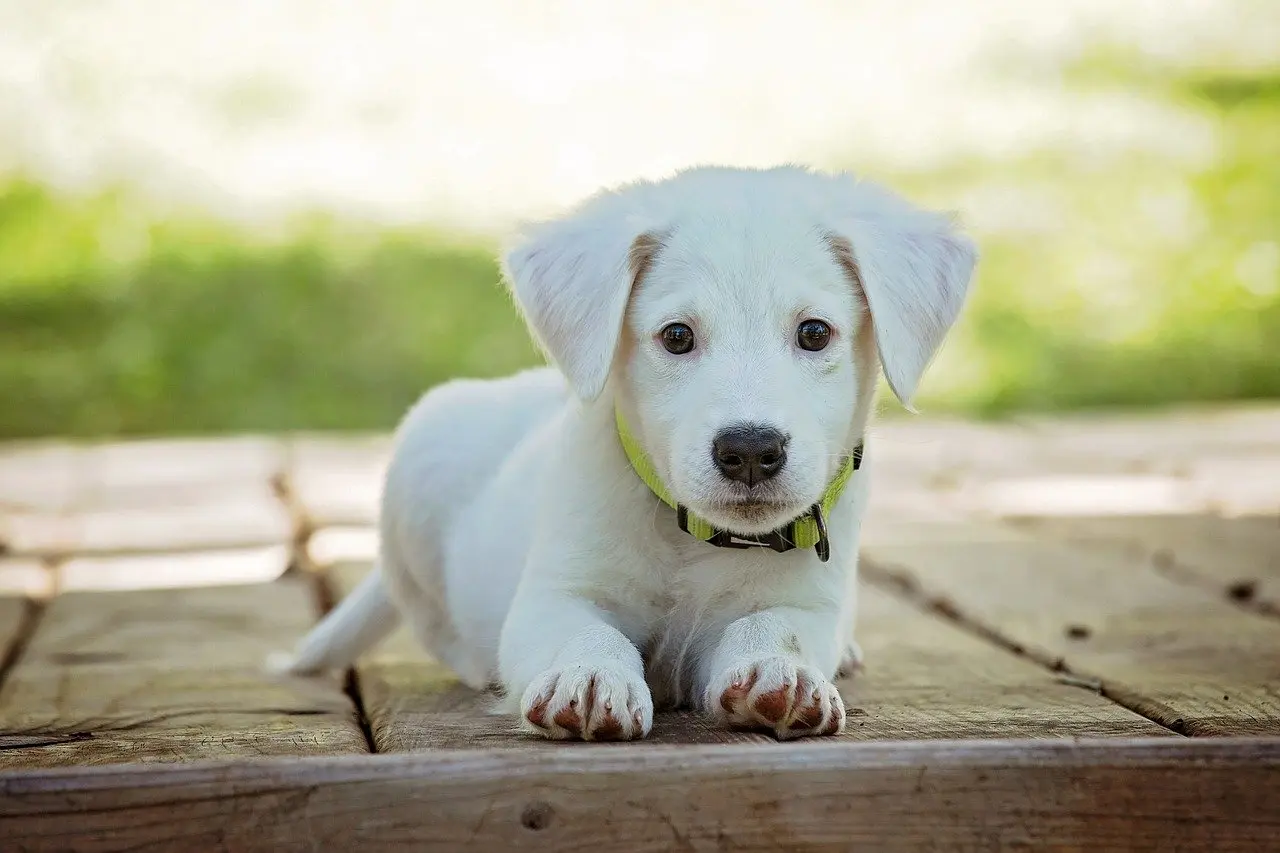 pets cover photo