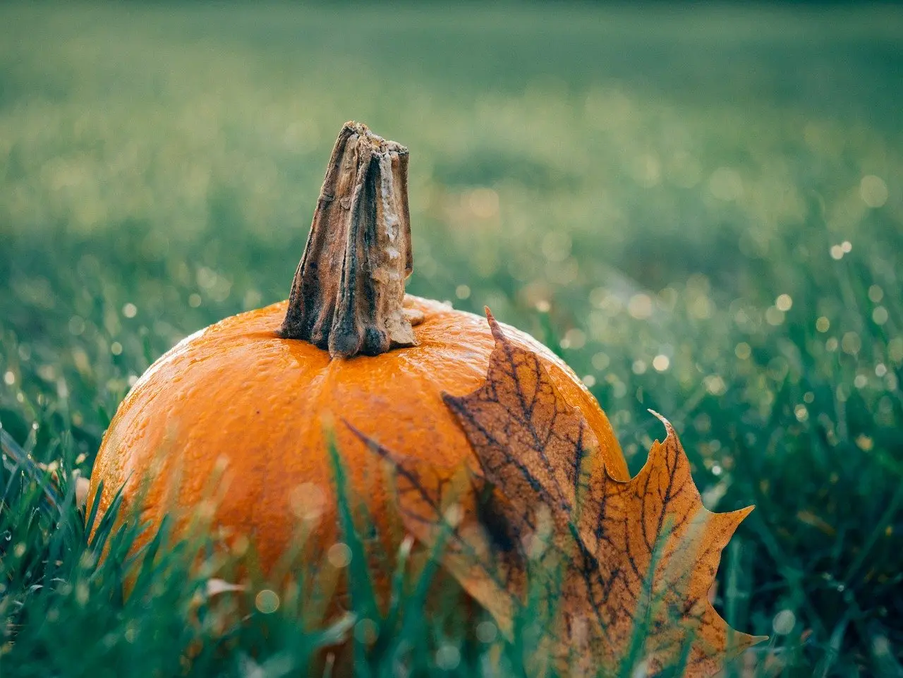 Copy of Halloween Trivia cover photo