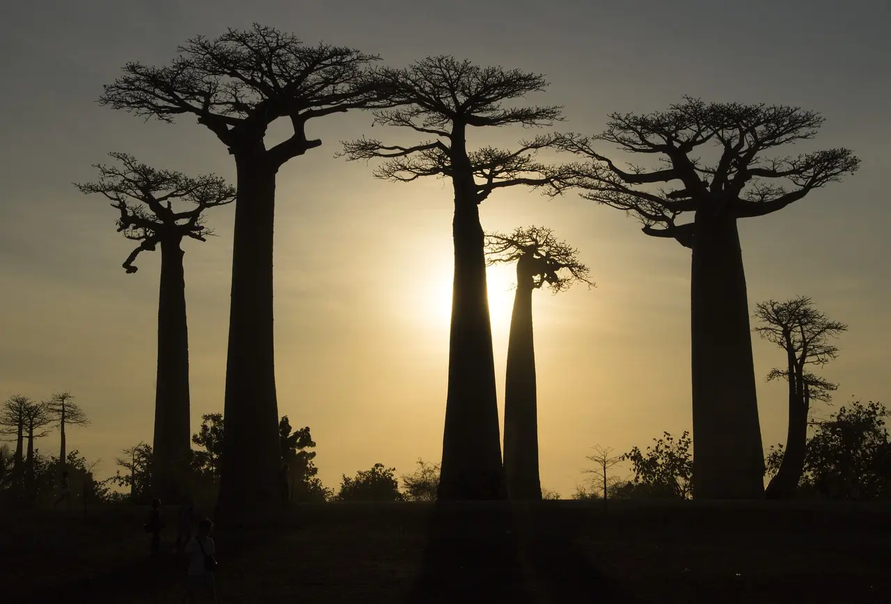 Saving madagascar (course 15) cover photo