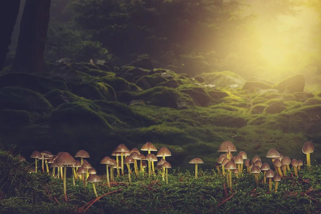 Life Science Finals revision cover photo