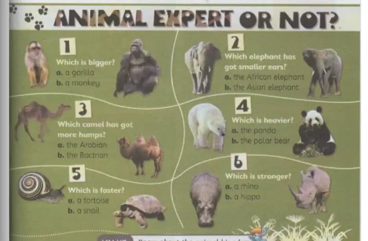 Animal Expert or Not? cover photo