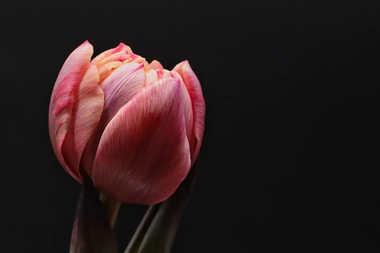 art  cover photo