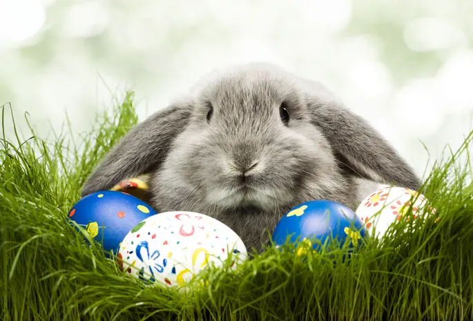 Ostern cover photo
