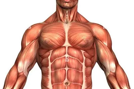 F3 muscles vocabs cover photo