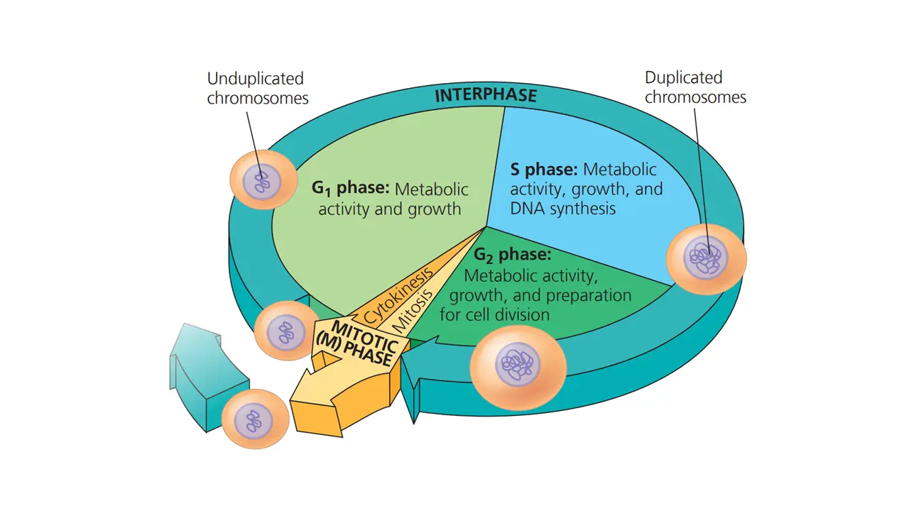 CELL CYCLE cover photo