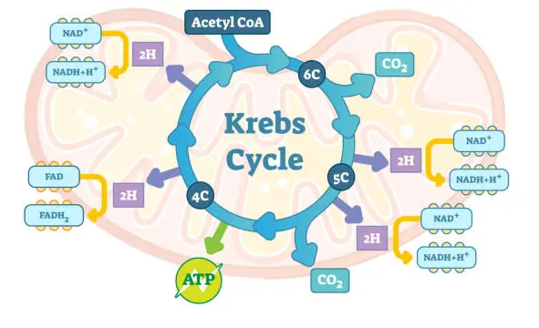 Krebs Cycle cover photo