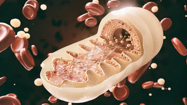 Oxidative Phosphorylation cover photo