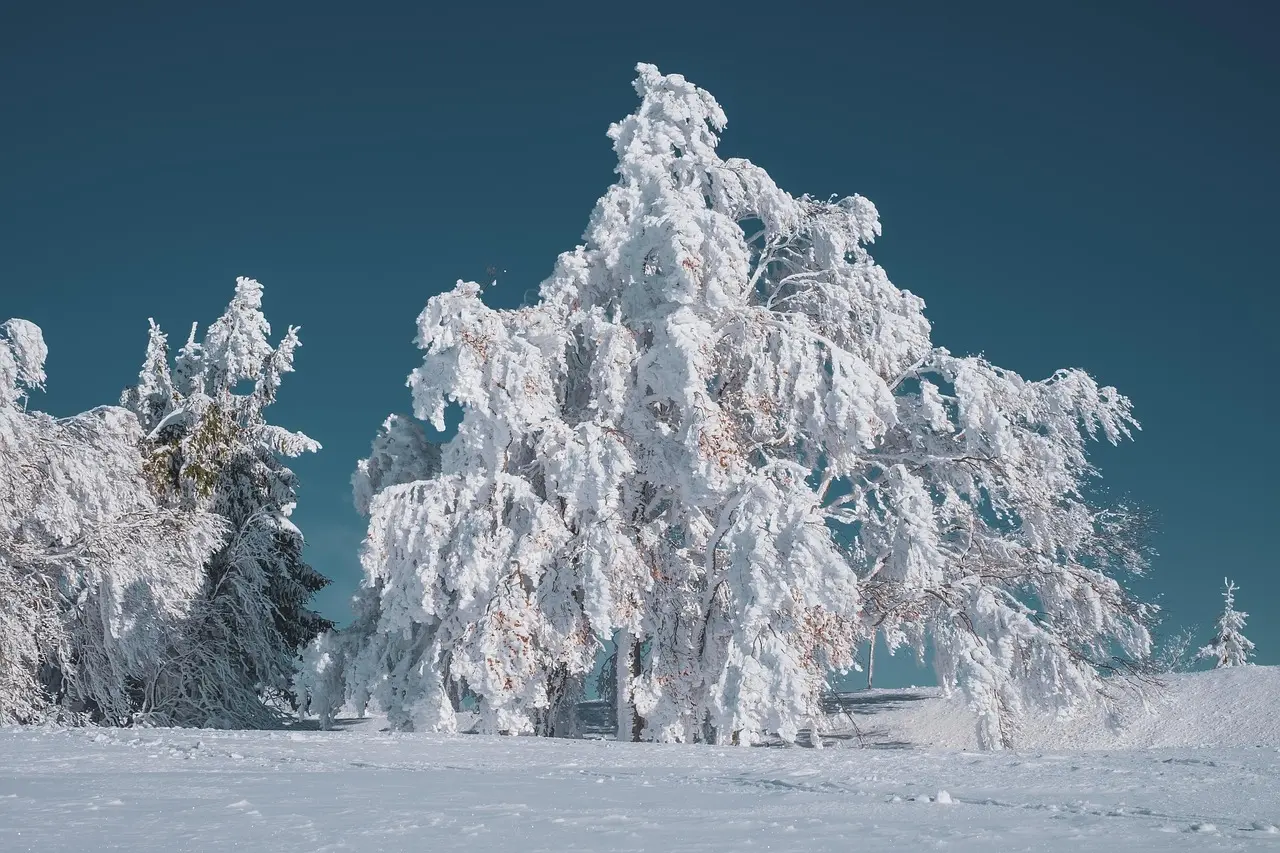 Navaide's Virtual Winter Social cover photo