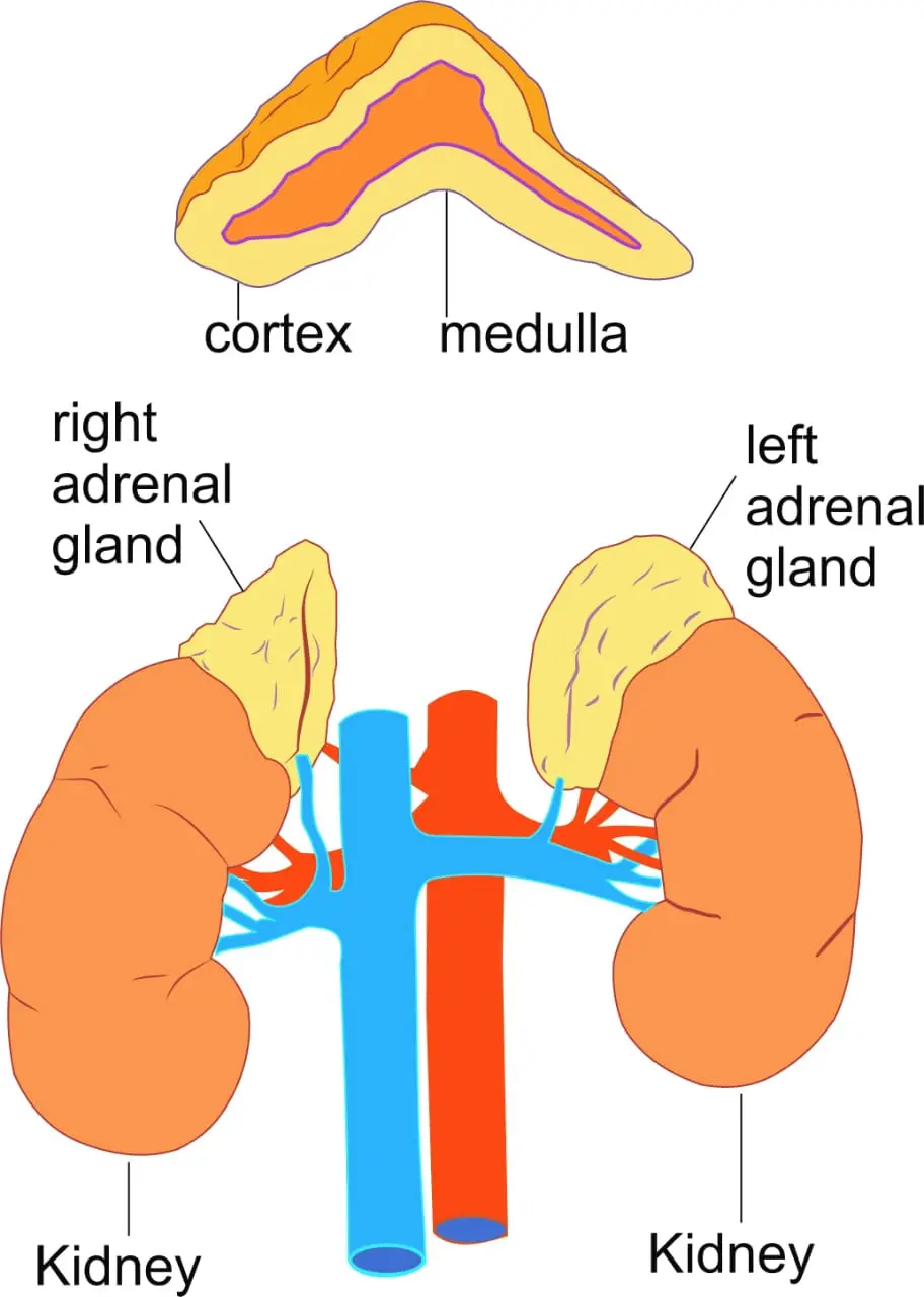 Adrenal Medulla & Adrenal Cortex (L25)  cover photo