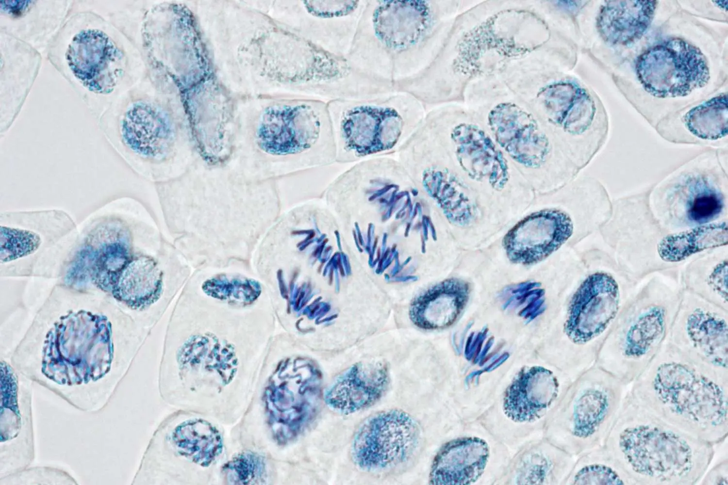 Mitosis cover photo