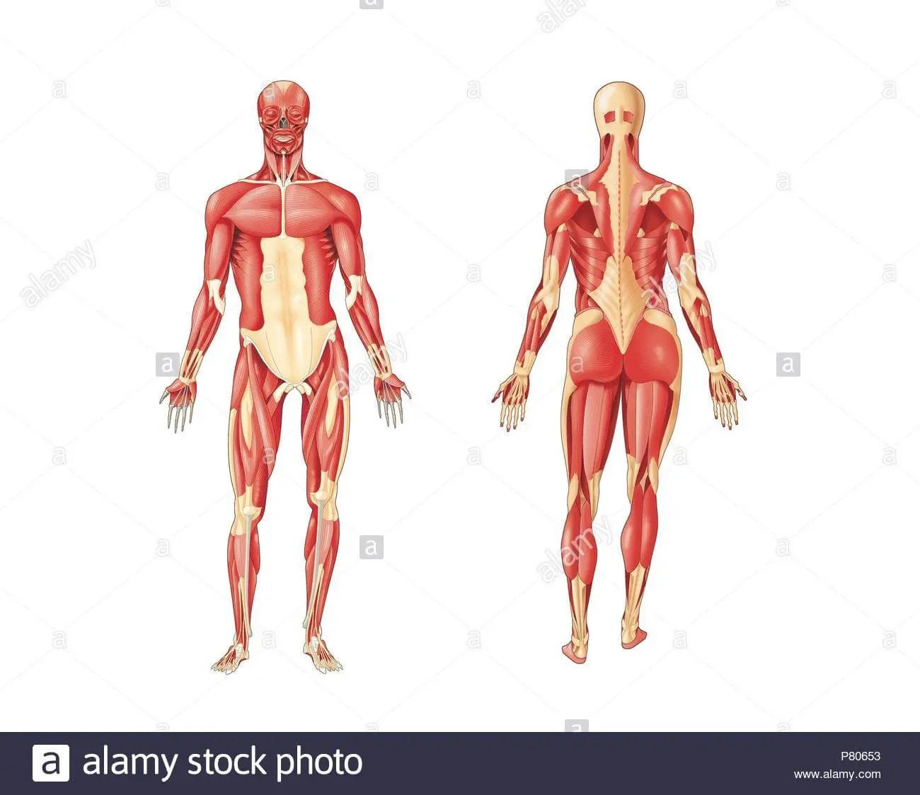 Posture vs Phasic Muscles cover photo