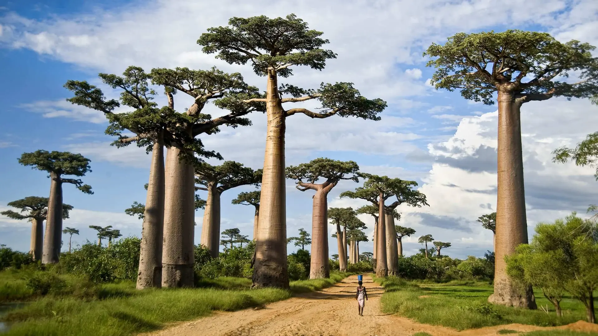 Madagascar Quiz cover photo
